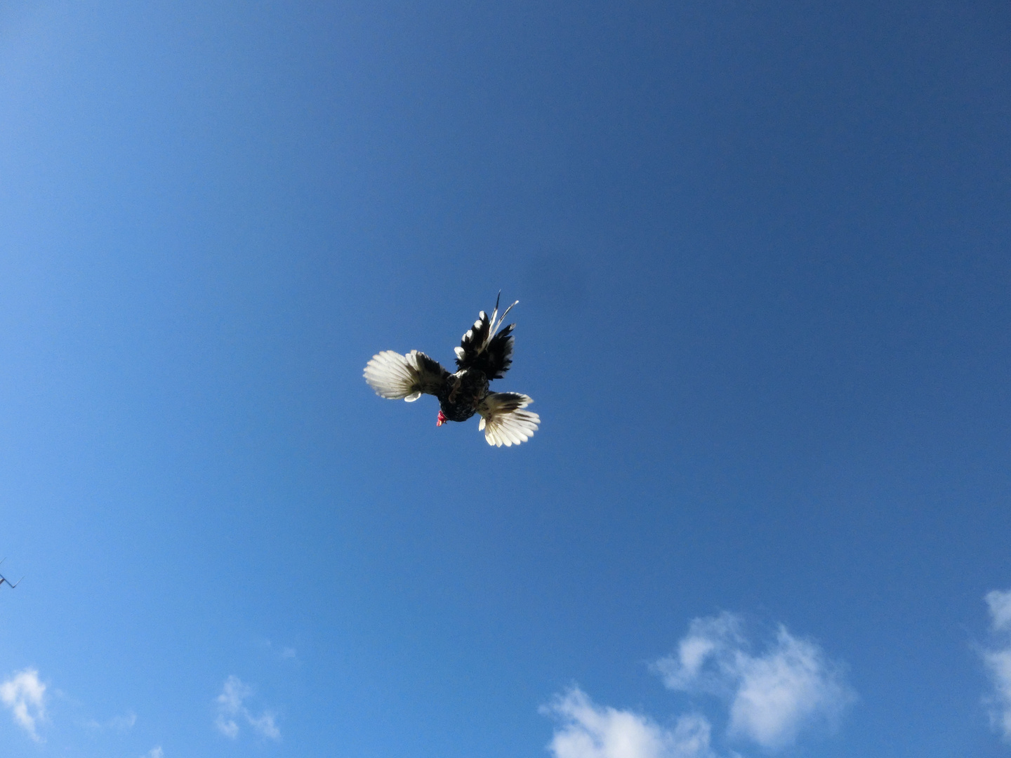 Flying chicken