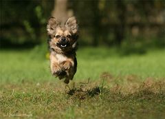 flying Chihuahua