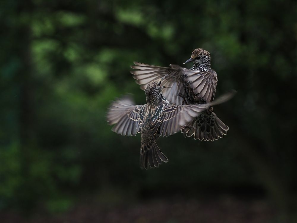 "Flying circus"