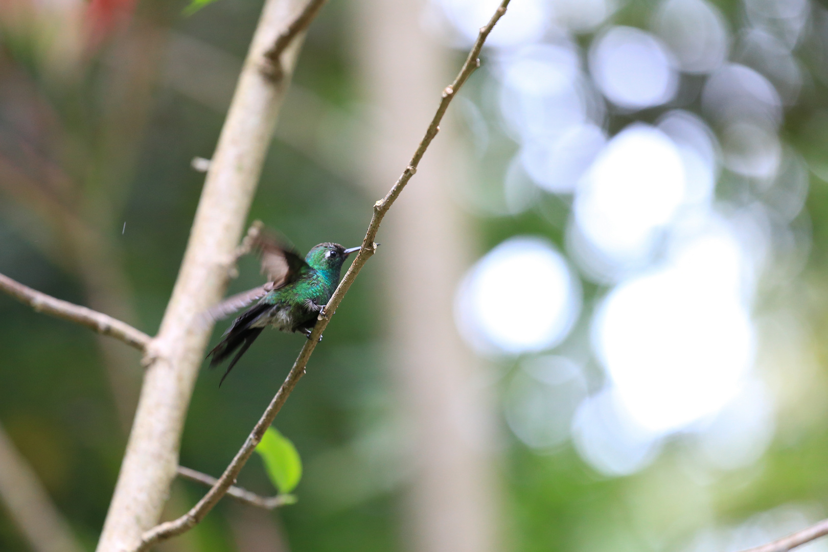 Flying colibri