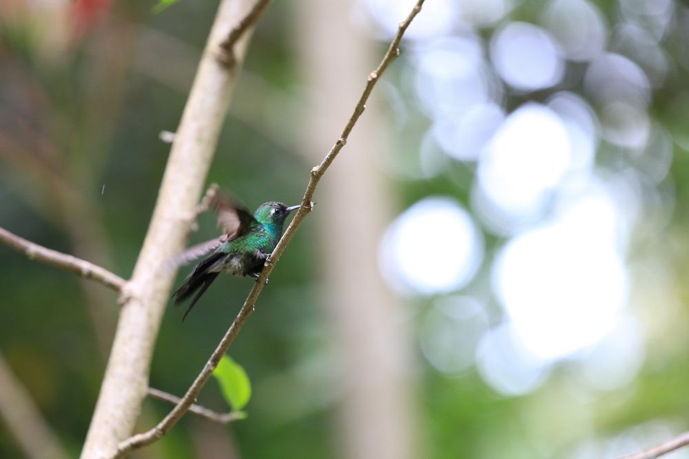 Flying colibri de Marvintxo 