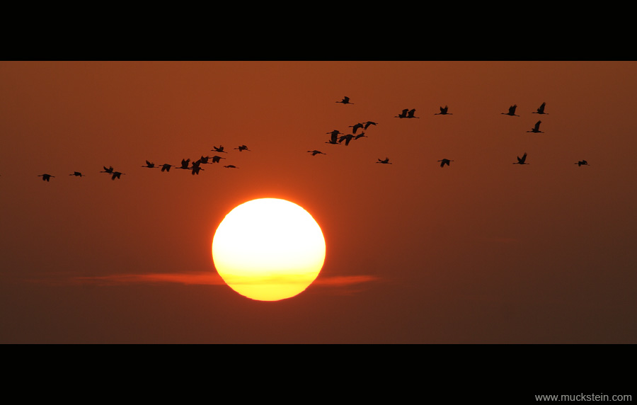 Flying cranes