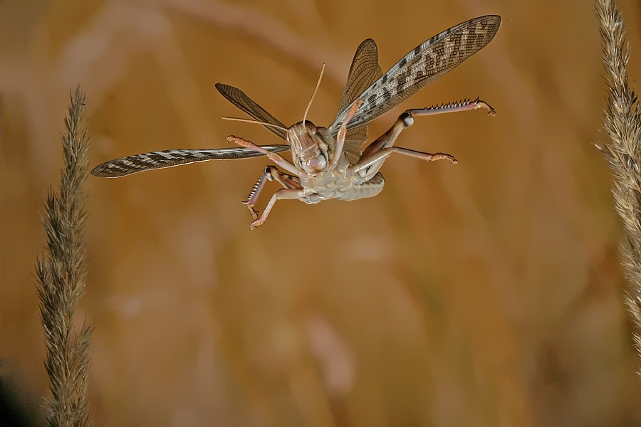 Flying creature von Jürgen Schmidt