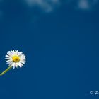 flying daisy