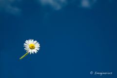 flying daisy