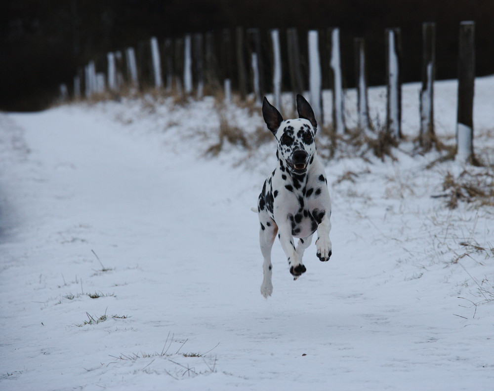 ...flying Dalmatian