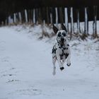 ...flying Dalmatian