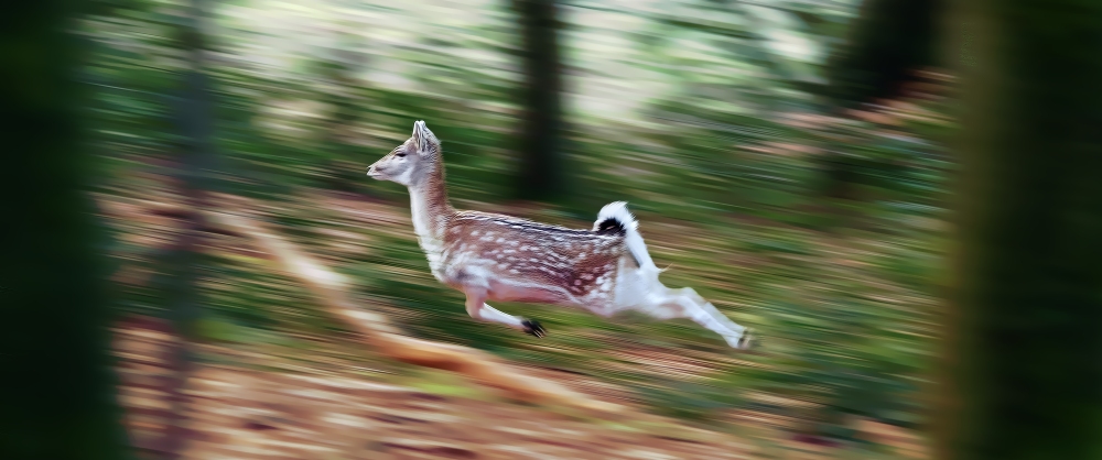 flying deer