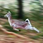 flying deer