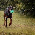 flying dobermann