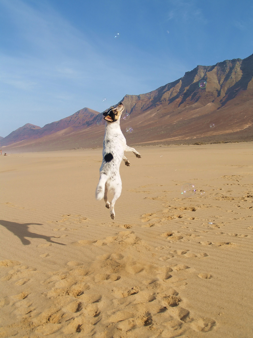 Flying dog