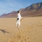 Flying dog