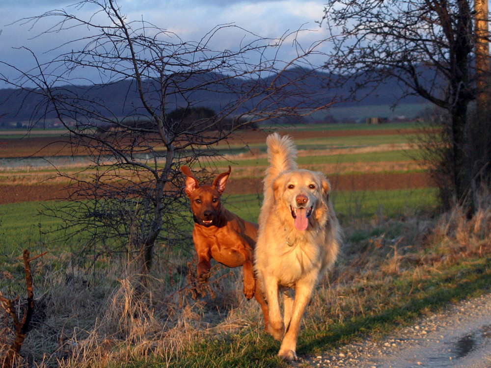 Flying Dog