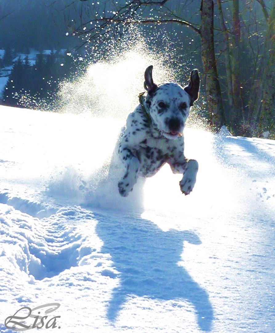 Flying Dog