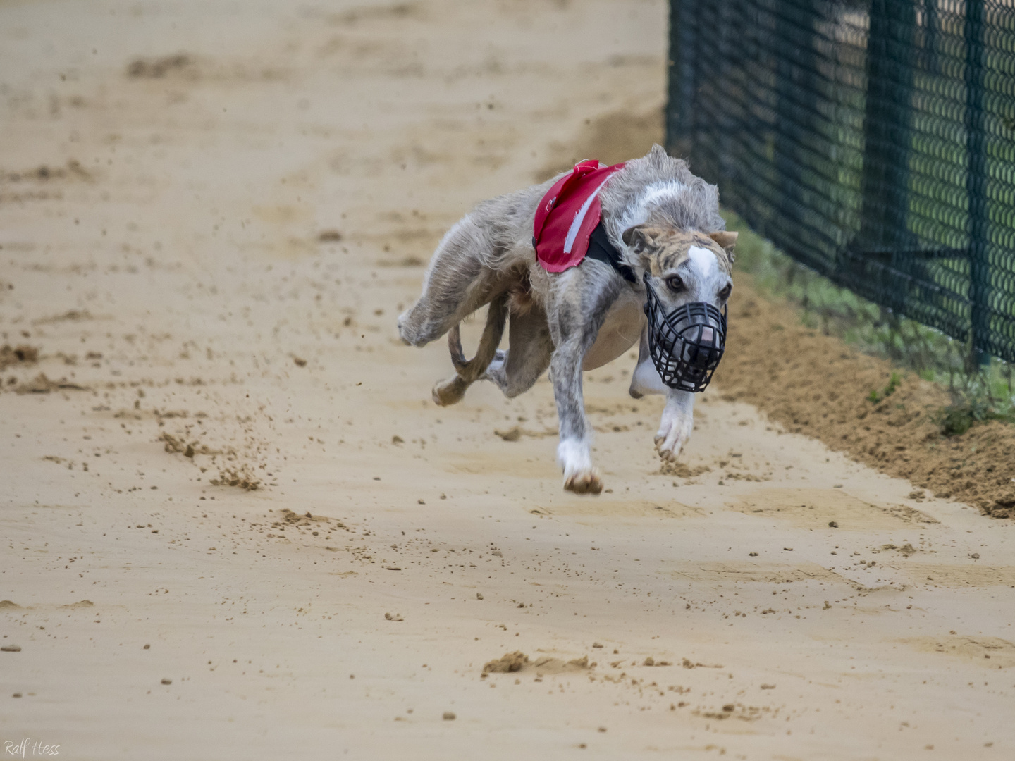 Flying Dog