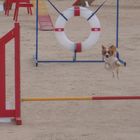 Flying Dog