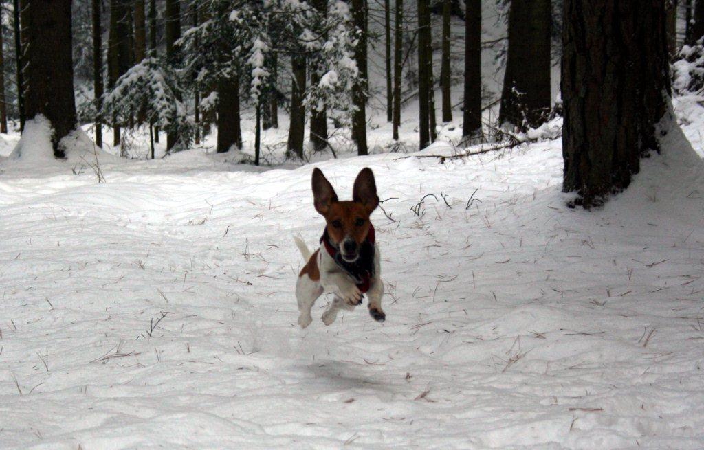 Flying Dog :-)