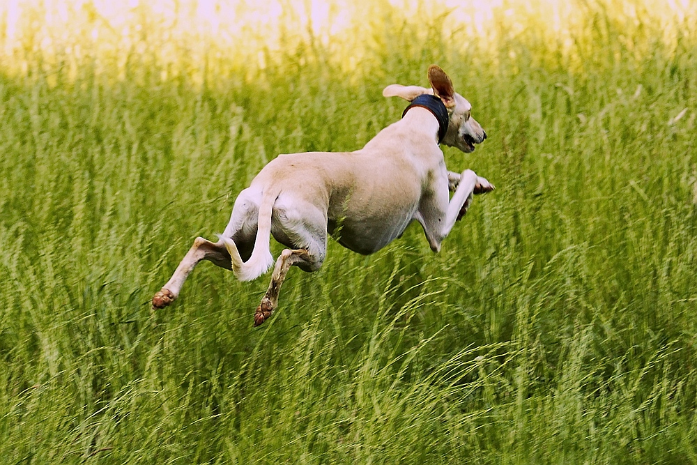 "flying dog"