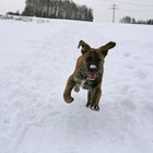 Flying Dog