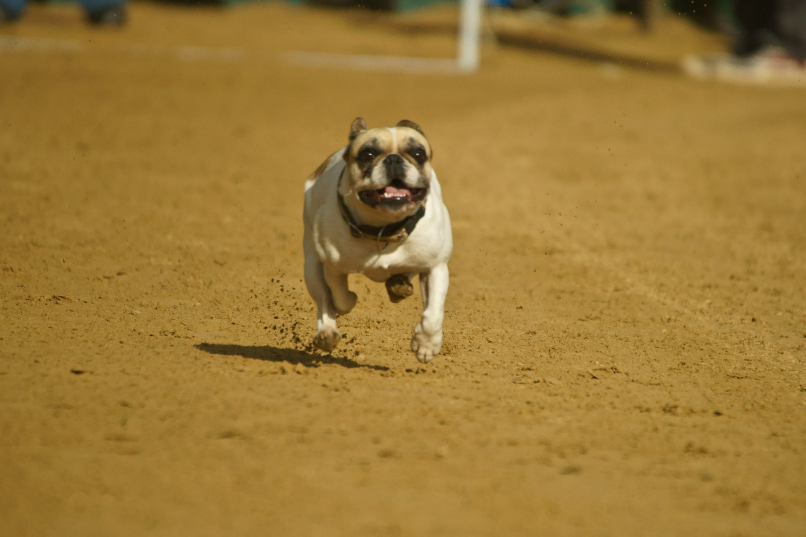 Flying Dog