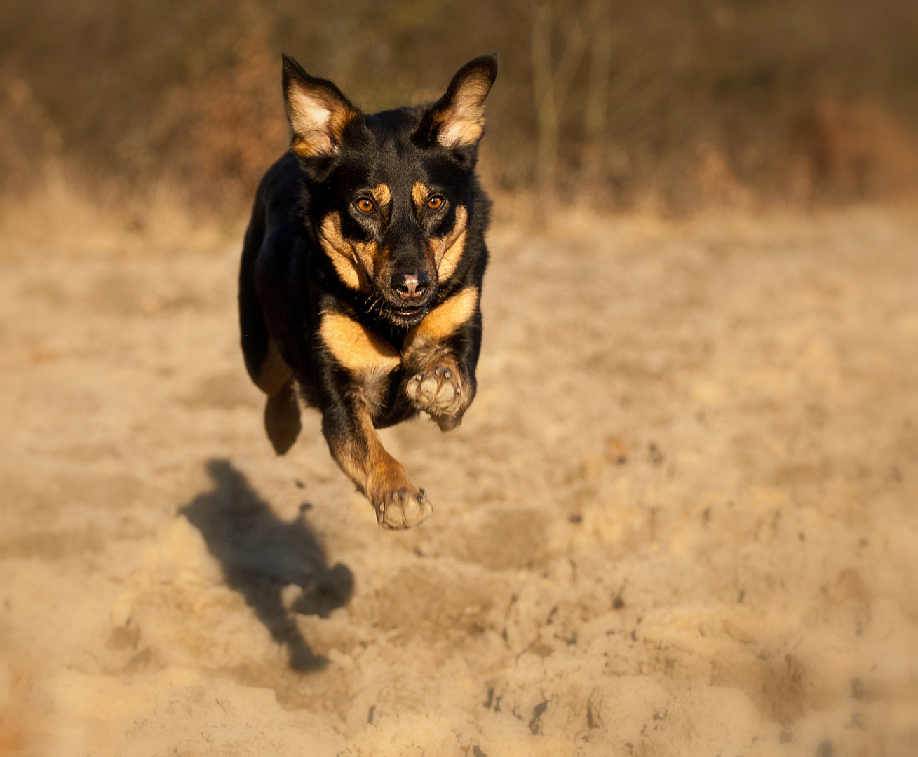 Flying dog