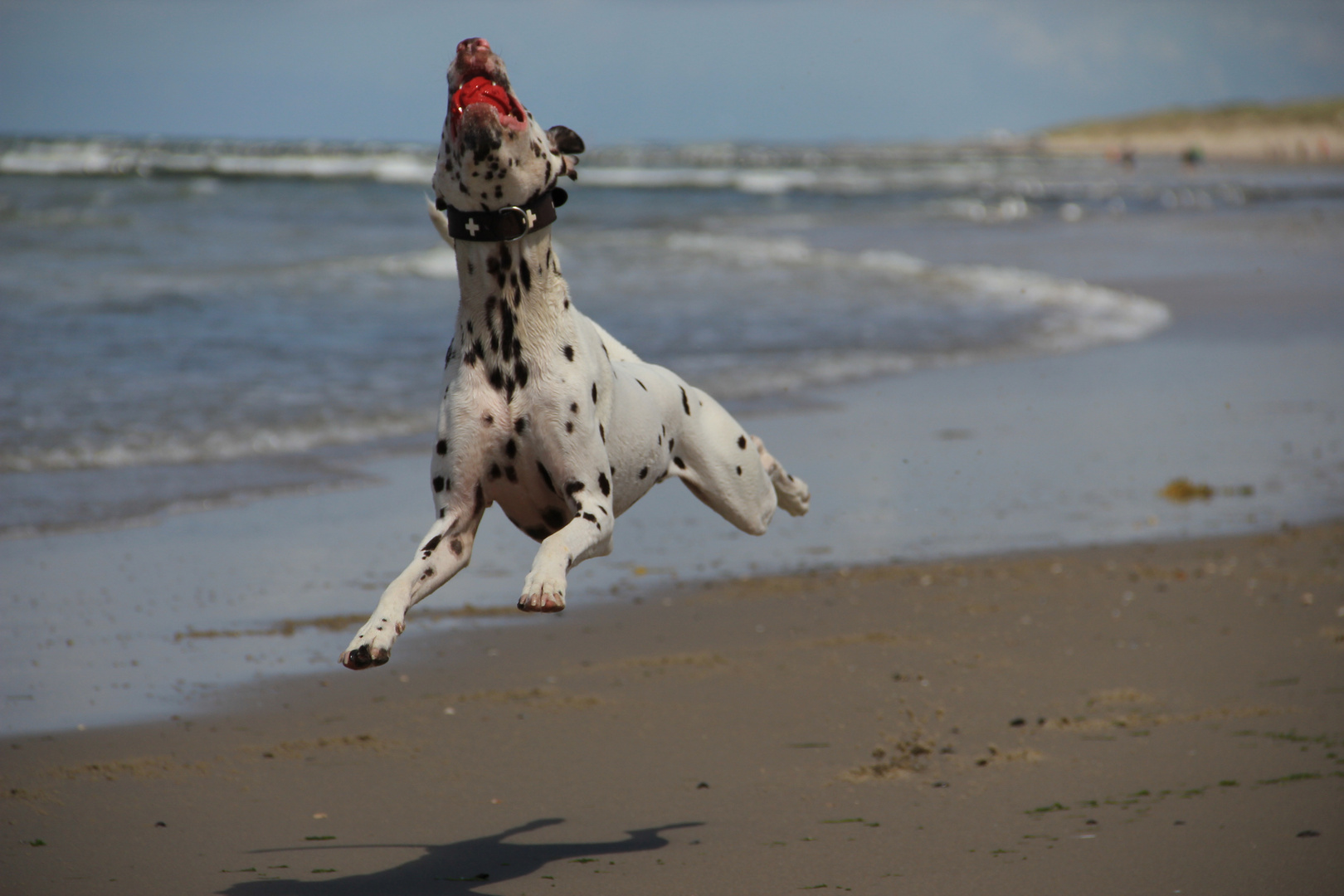 Flying Dog......