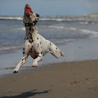 Flying Dog......