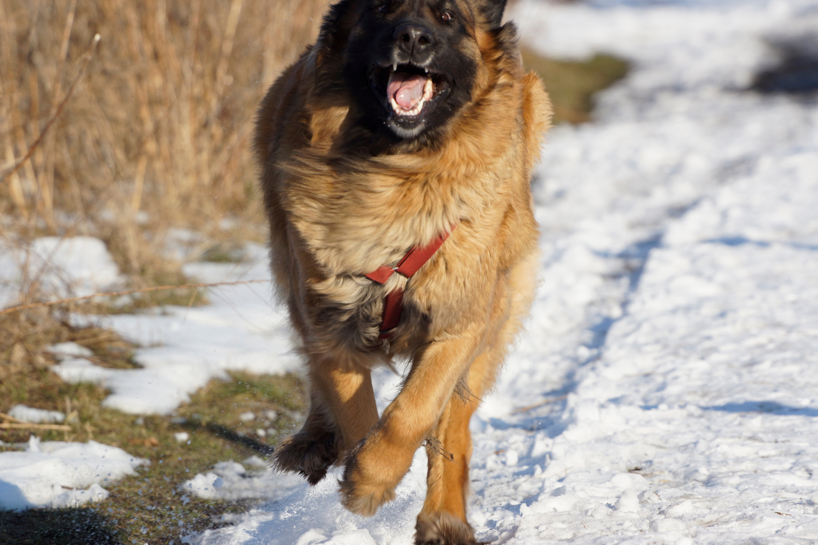 Flying dog