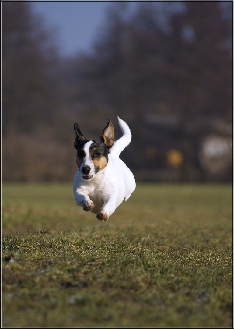 Flying Dog