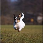 Flying Dog