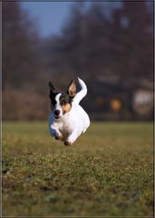 Flying Dog