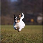 Flying Dog