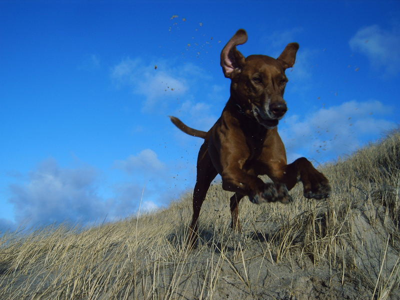 Flying Dog