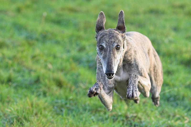 Flying Dog