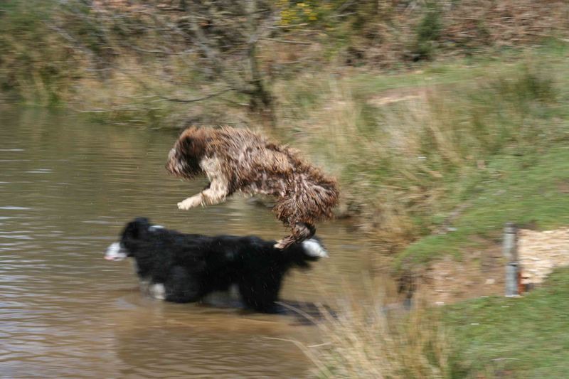 Flying Dog