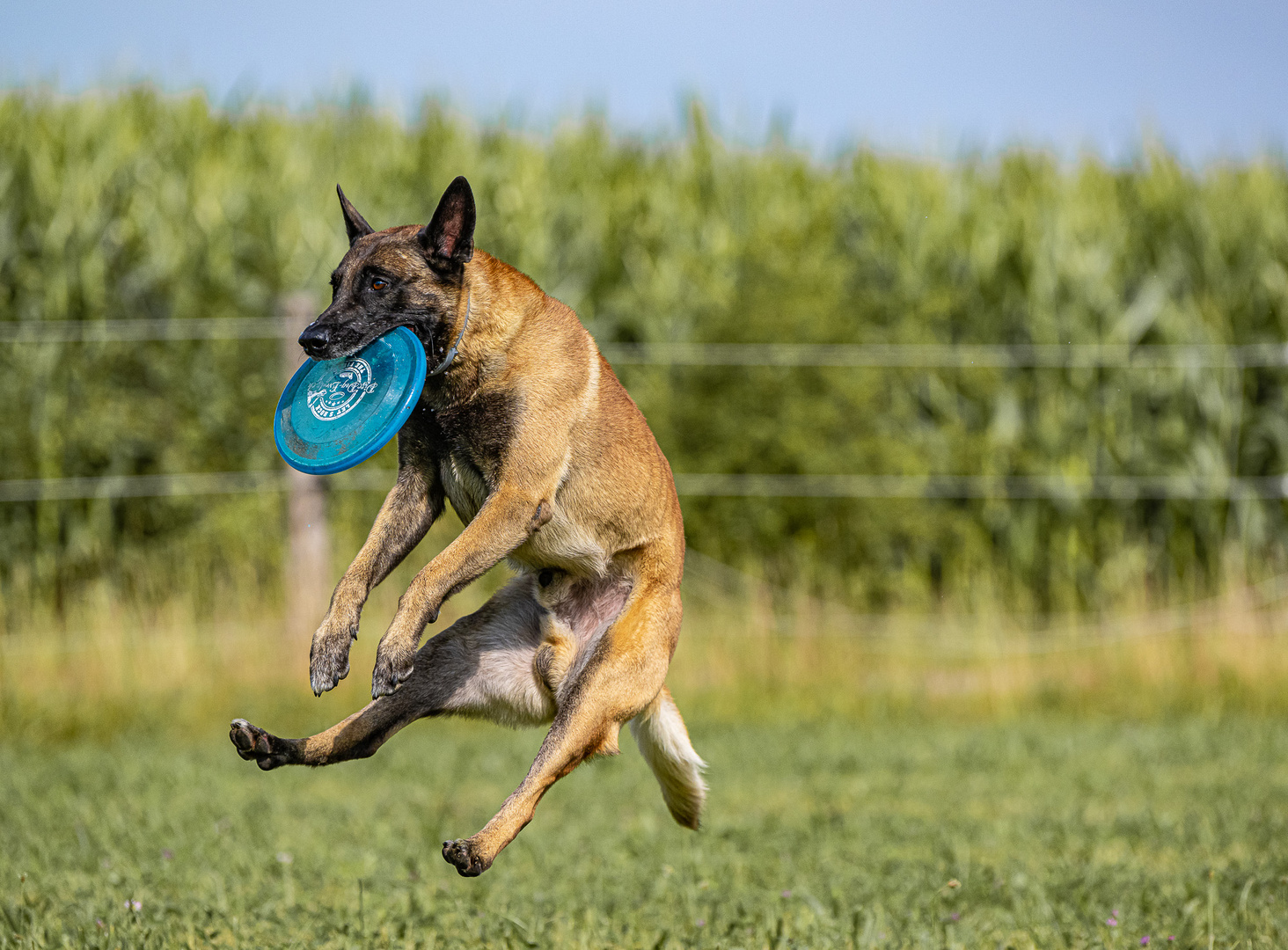 Flying Dog