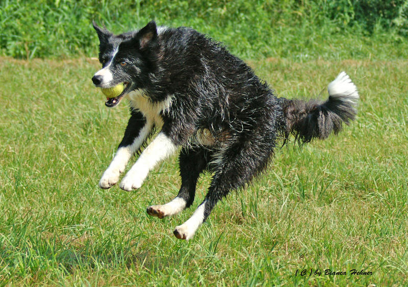 Flying-Dog