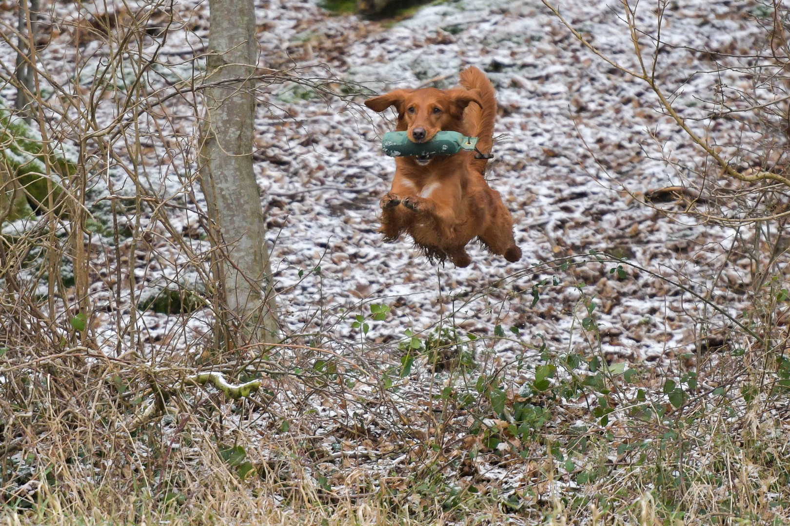 Flying Dog