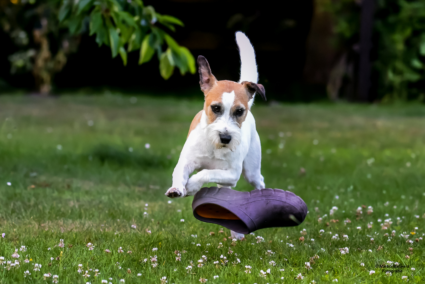 Flying Dog