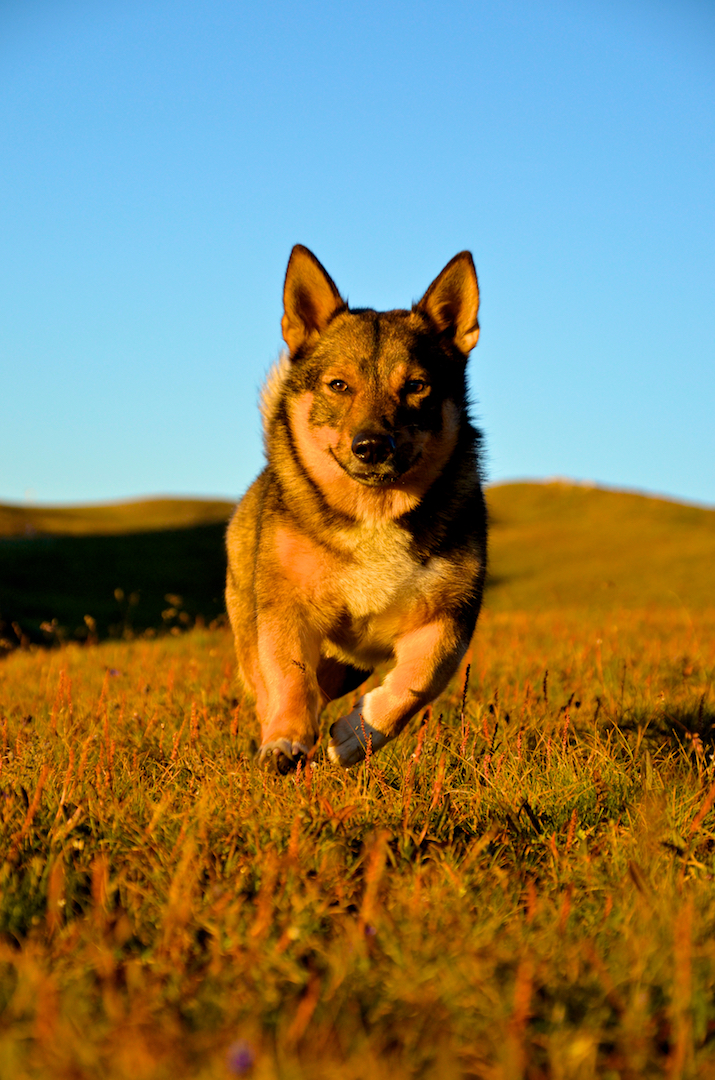 flying dog