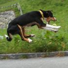 Flying Dog