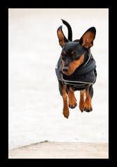 Flying dog