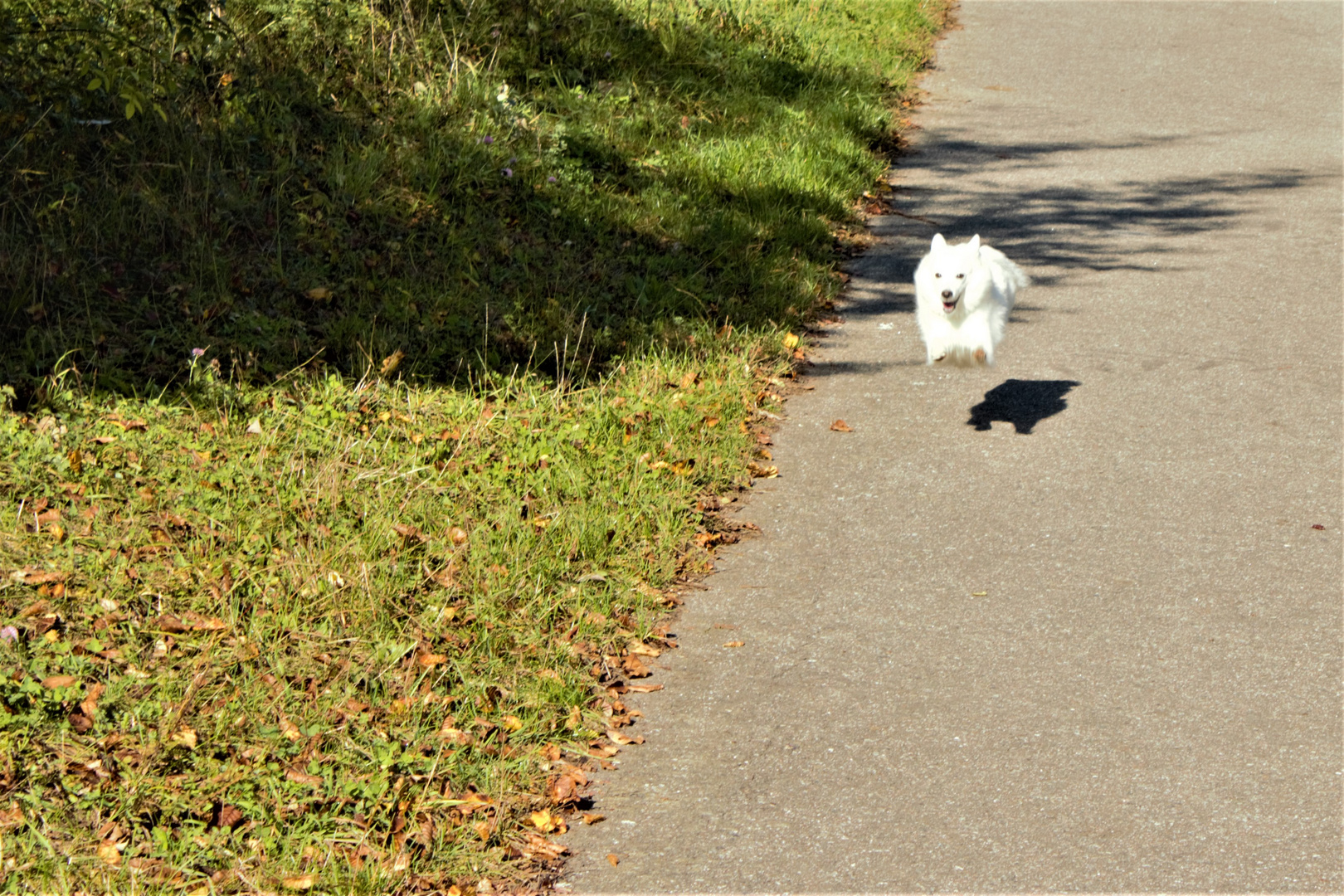 Flying Dog