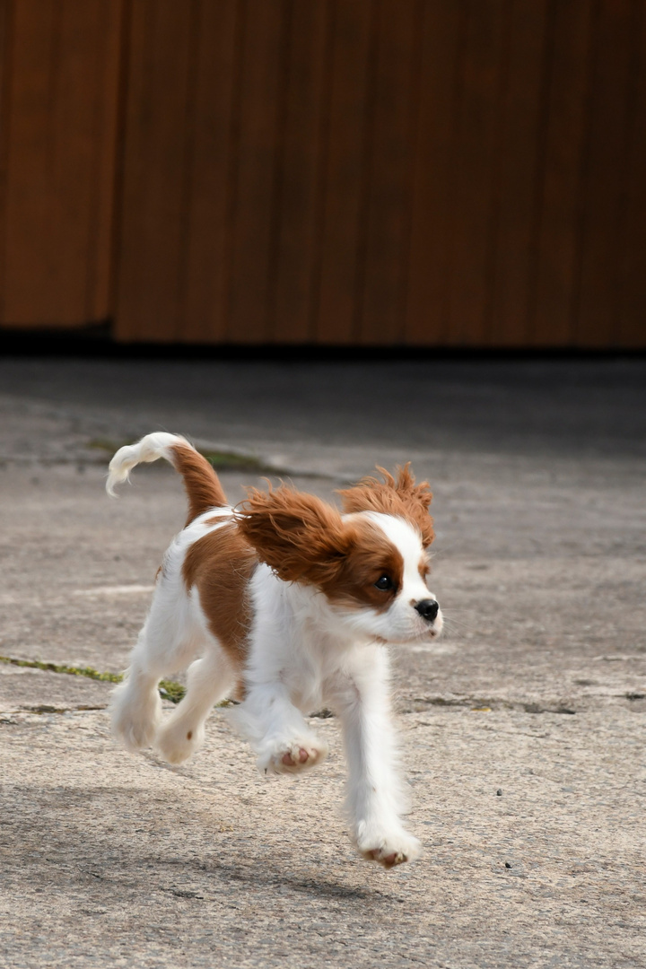 flying Dog