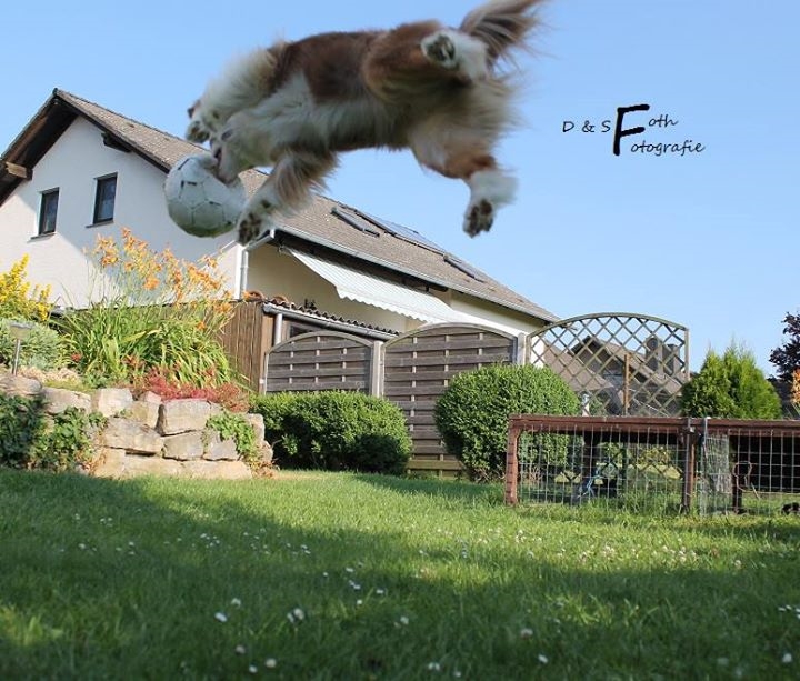 flying dog