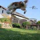 flying dog