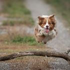 Flying Dog