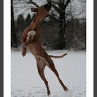 flying dog