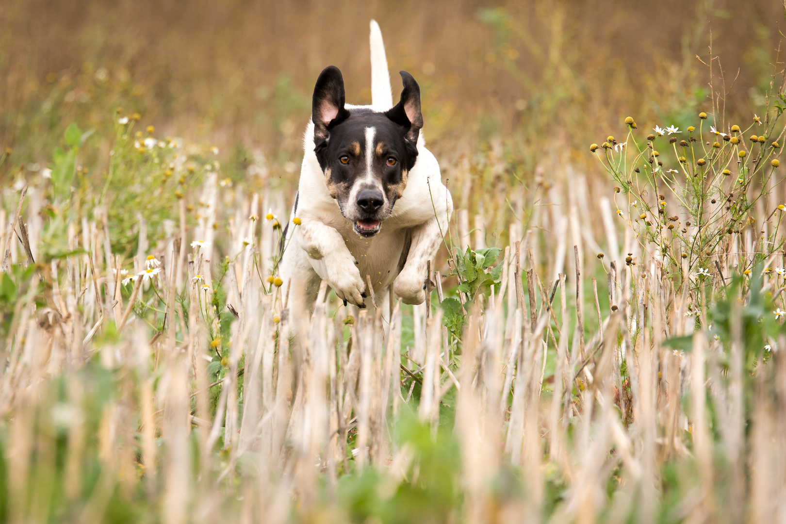 Flying Dog