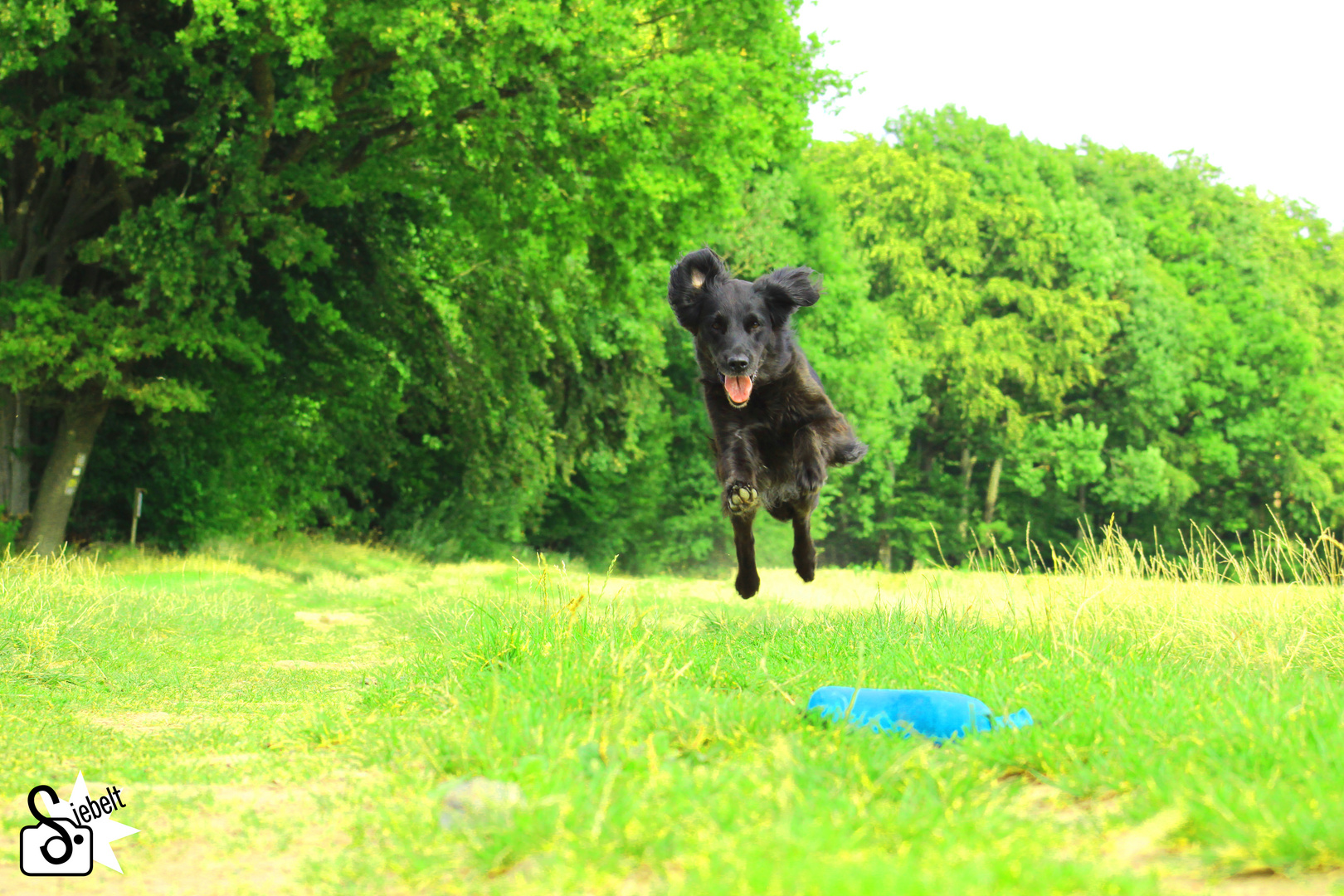 Flying Dog